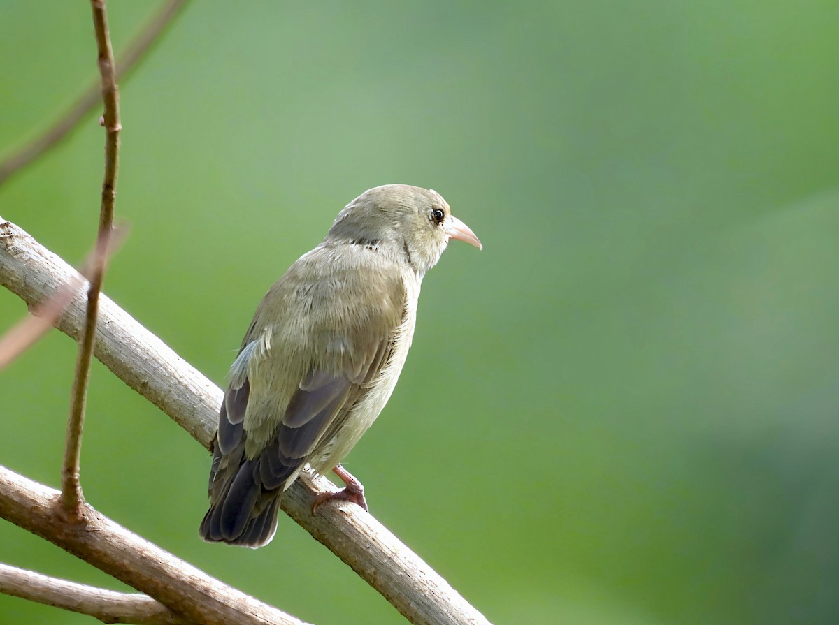 Pale-billed Flowerpecker - ML644130139