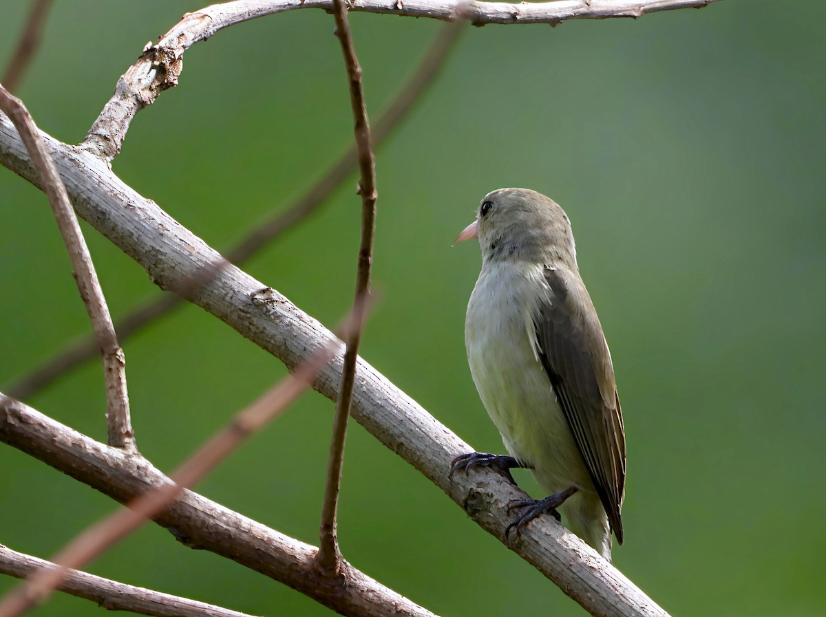 Pale-billed Flowerpecker - ML644130140