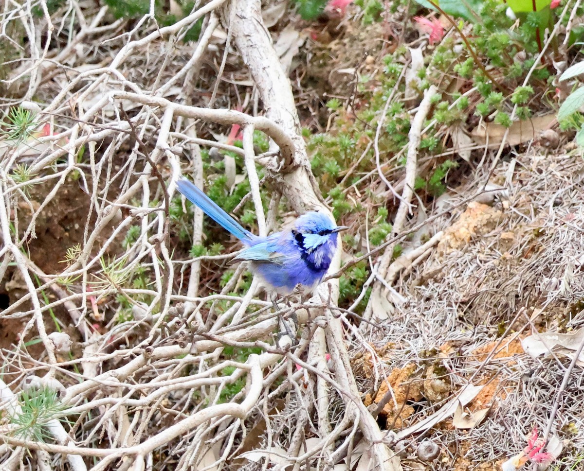 Splendid Fairywren - ML644130141