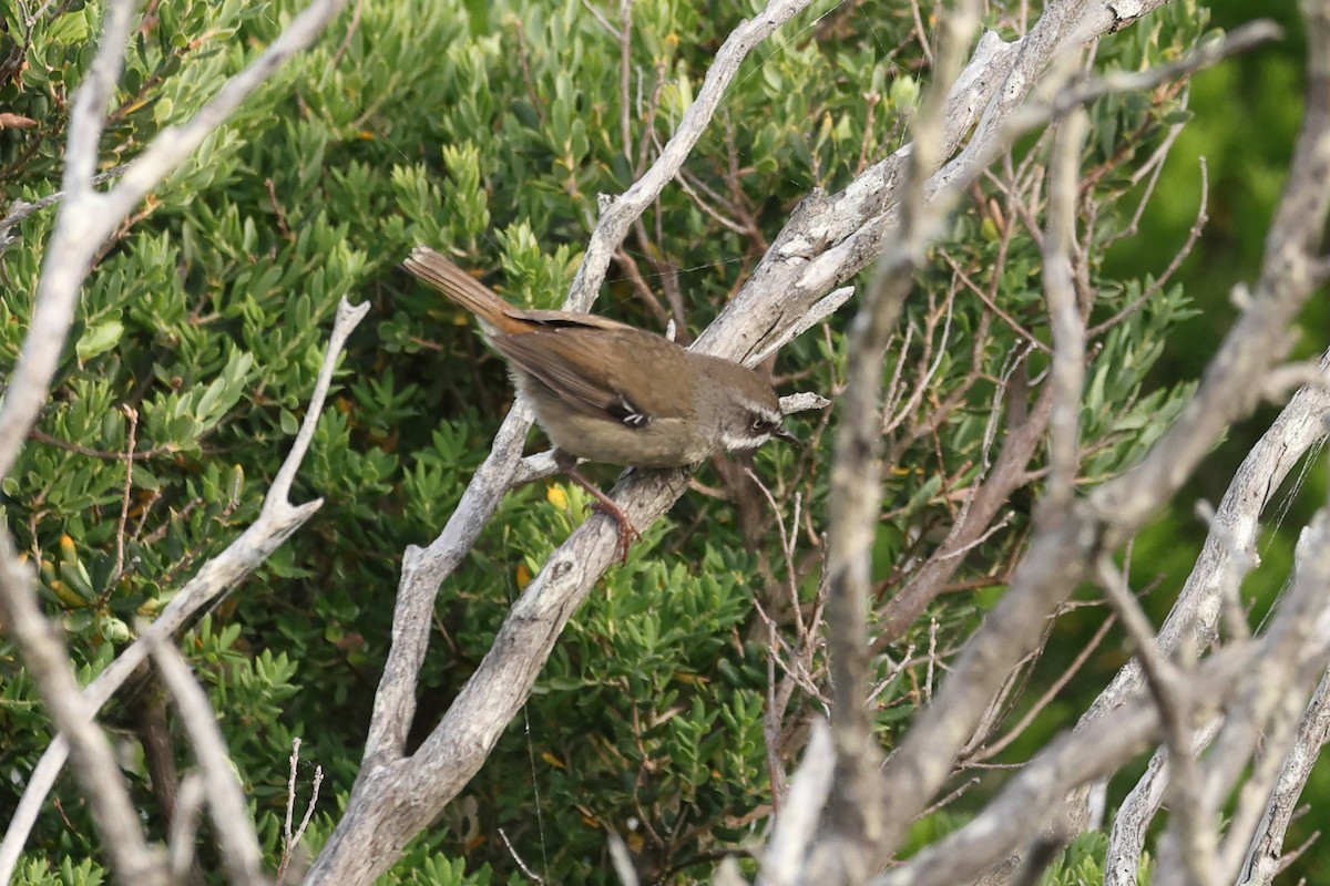 White-browed Scrubwren - ML644130145