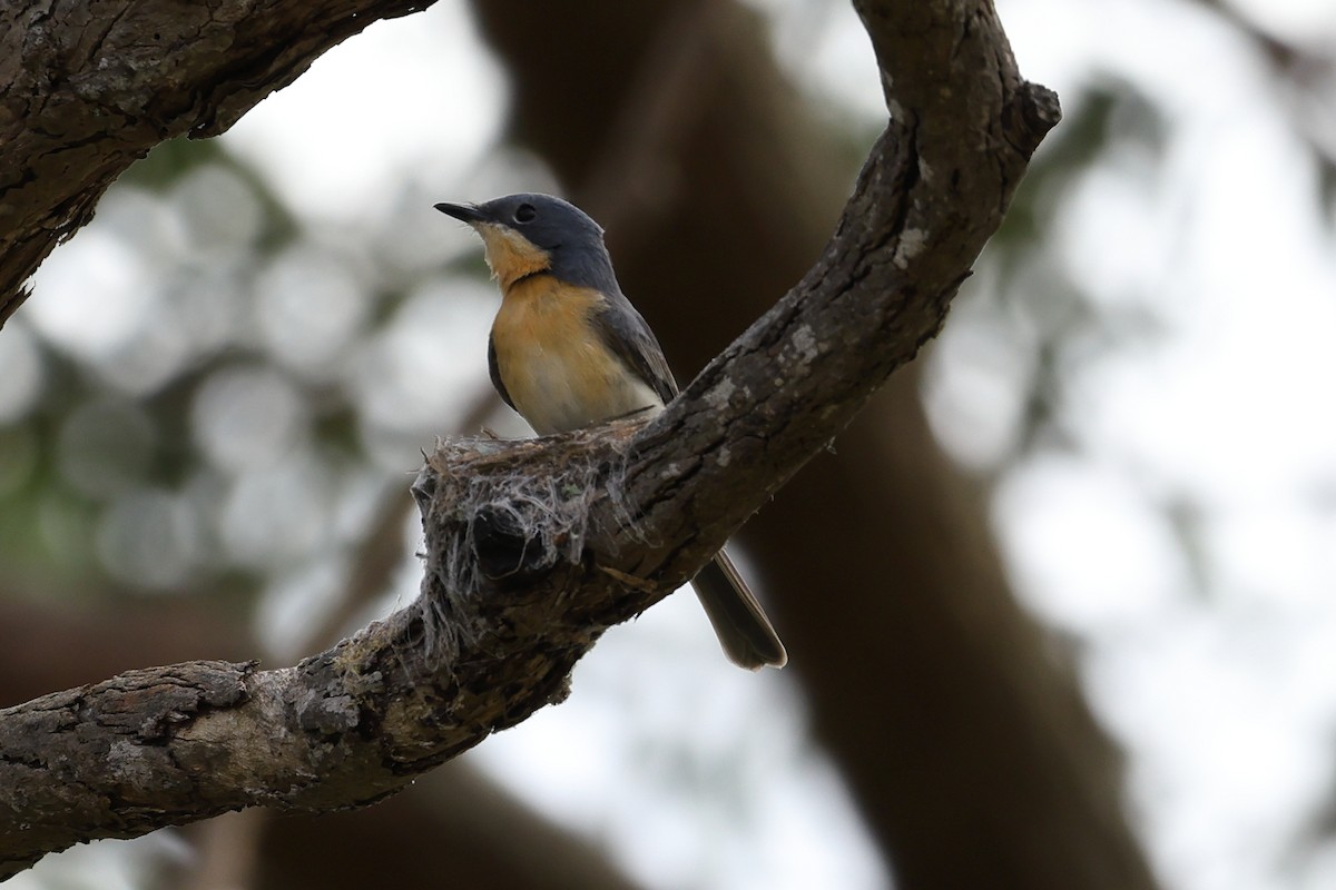 Leaden Flycatcher - ML644130149