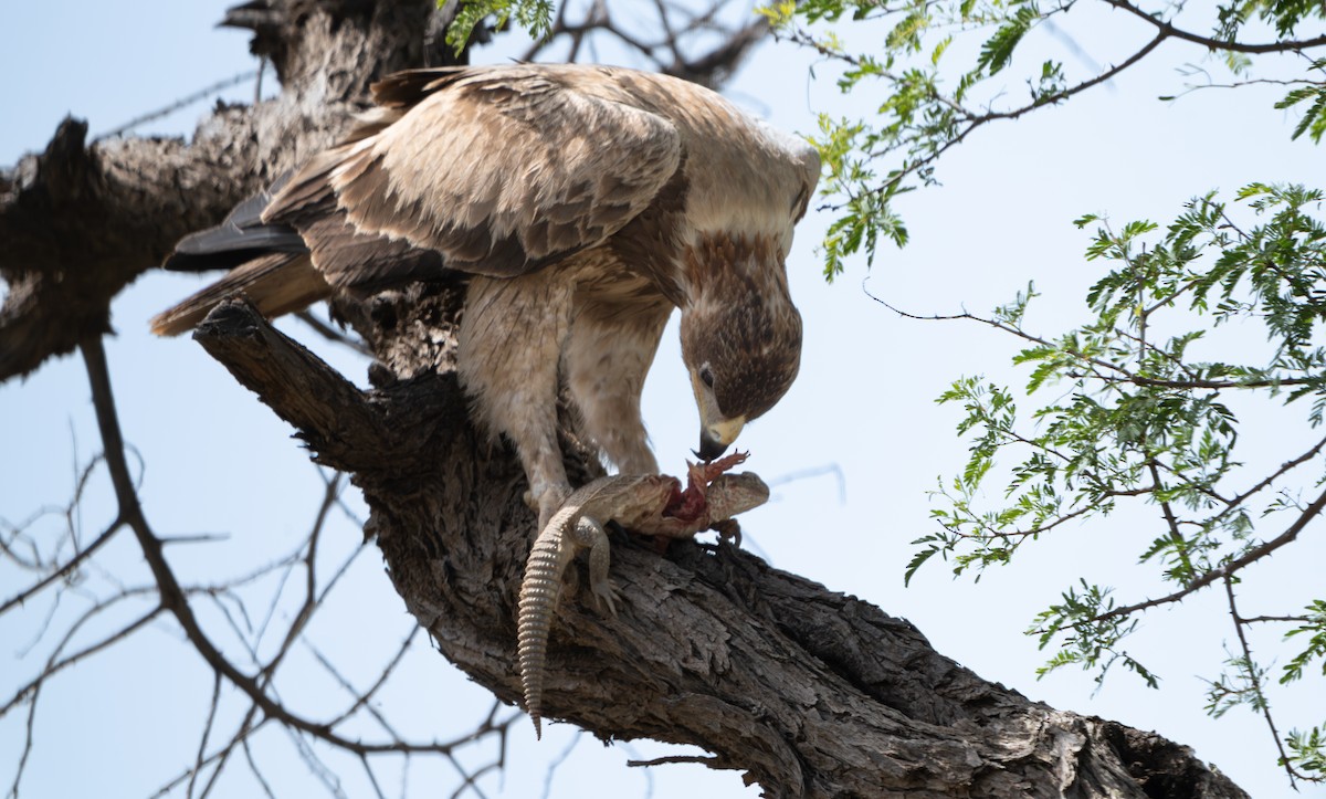 Tawny Eagle - ML644130150