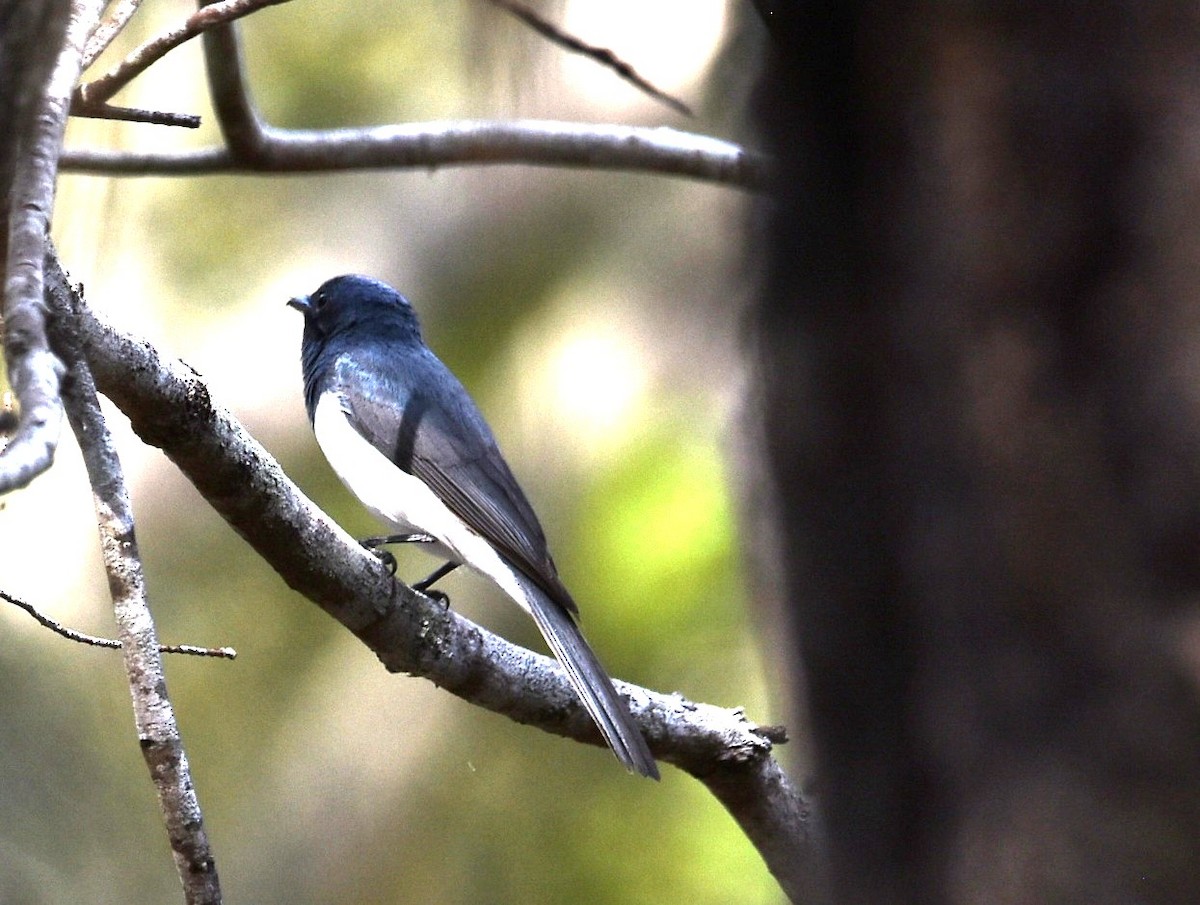 Leaden Flycatcher - ML644130151