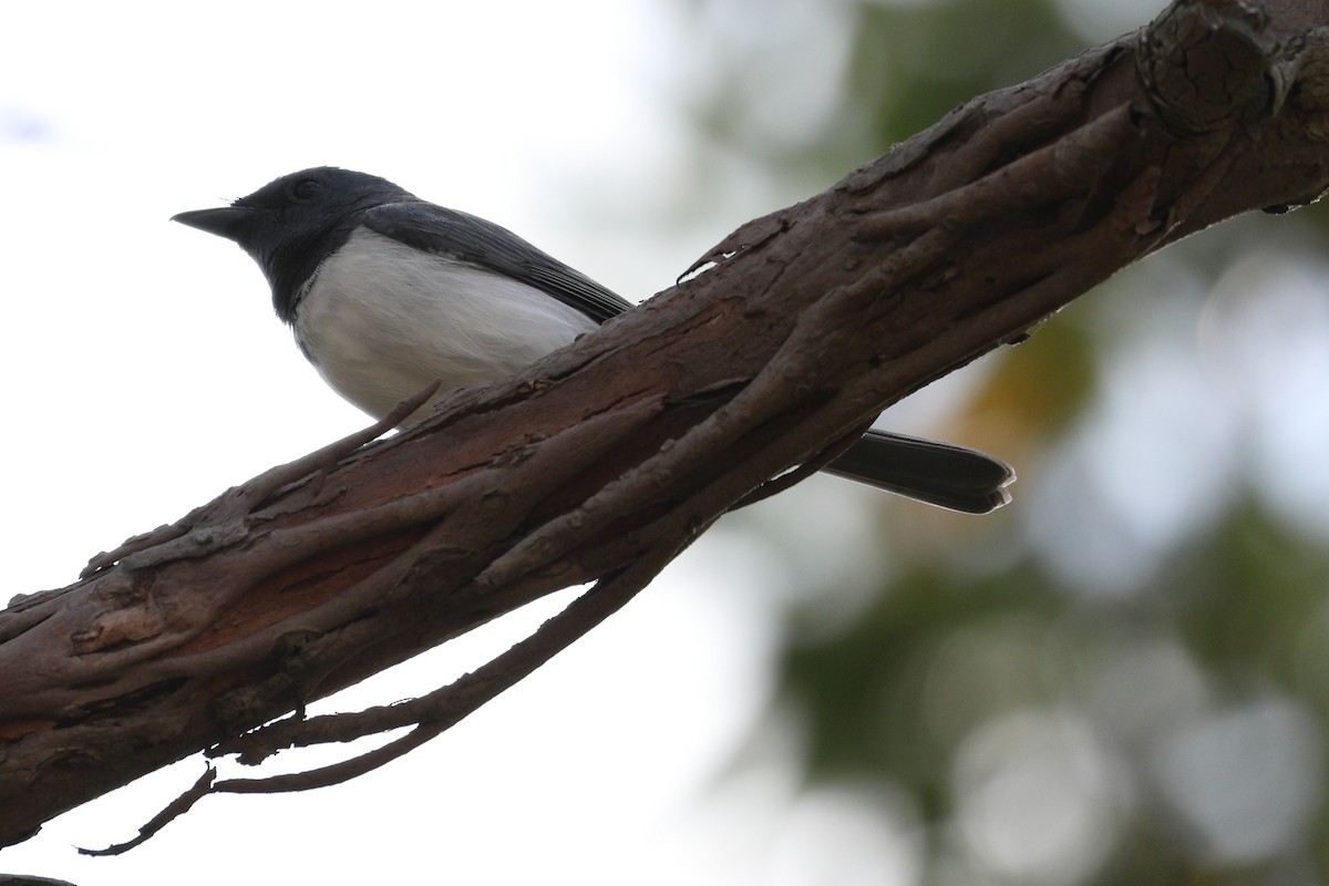 Leaden Flycatcher - ML644130152