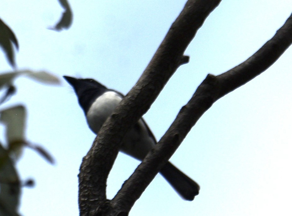 Leaden Flycatcher - ML644130153