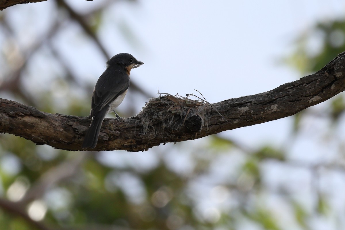 Leaden Flycatcher - ML644130154