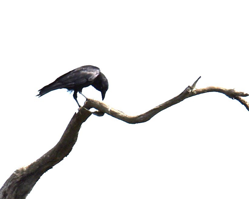 Torresian Crow - ML644130158