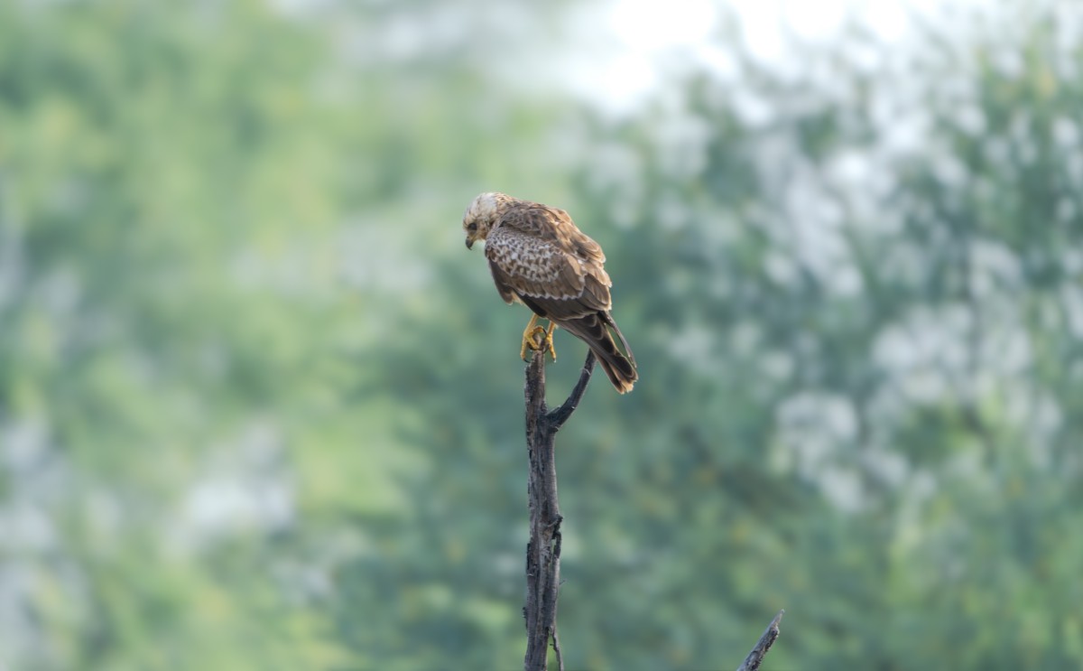 White-eyed Buzzard - ML644130159