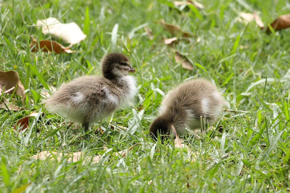 Maned Duck - ML644130161