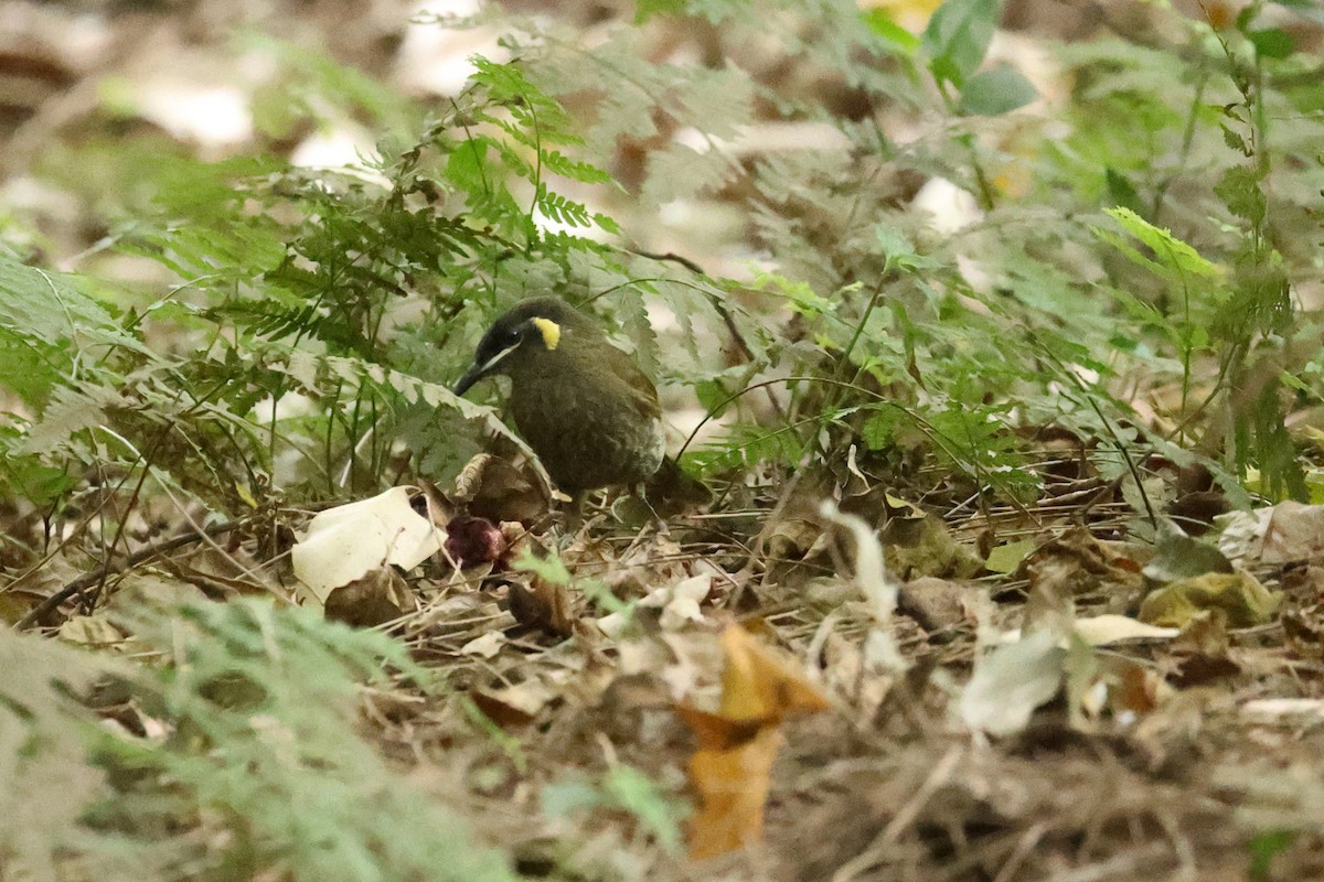 Lewin's Honeyeater - ML644130163