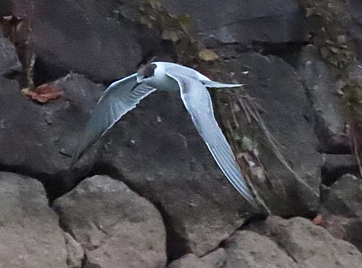 Common Tern - ML644130181
