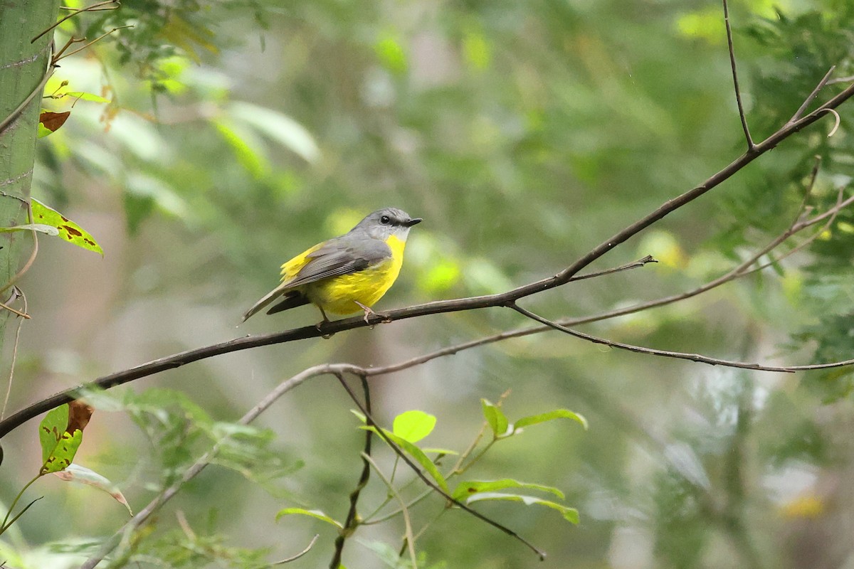 Eastern Yellow Robin - ML644130182