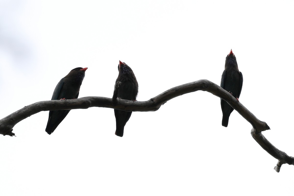 Dollarbird - ML644130183