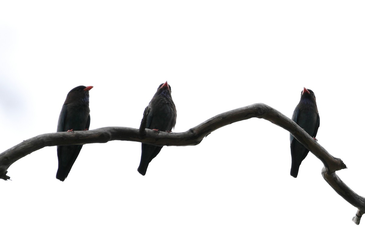 Dollarbird - ML644130184