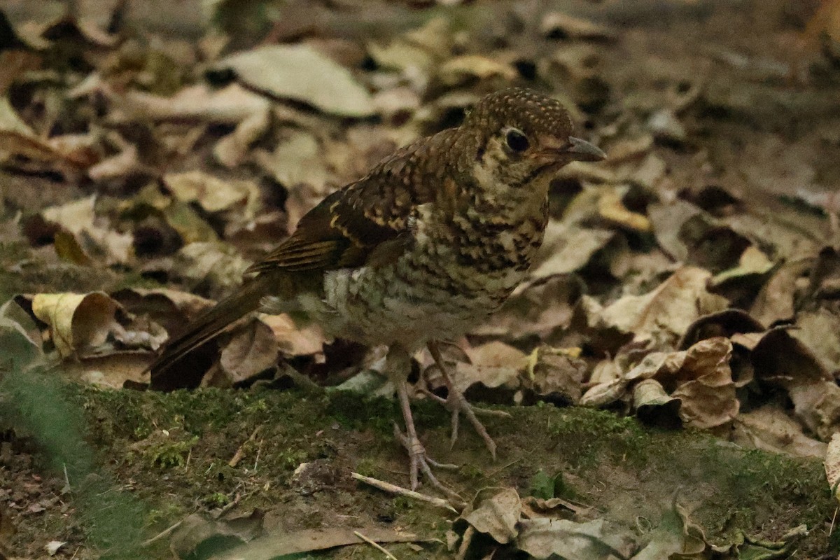 Bassian Thrush - ML644130187