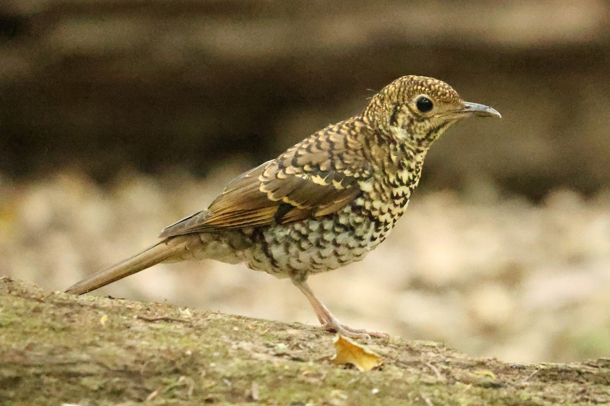 Bassian Thrush - ML644130188