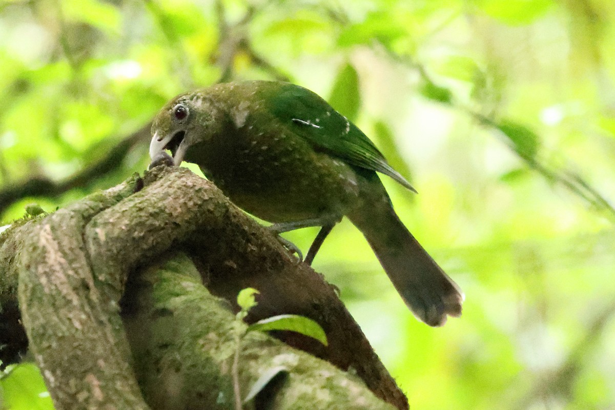 Green Catbird - ML644130191