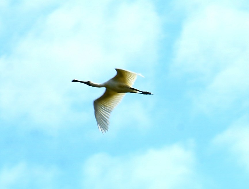 Royal Spoonbill - ML644130192