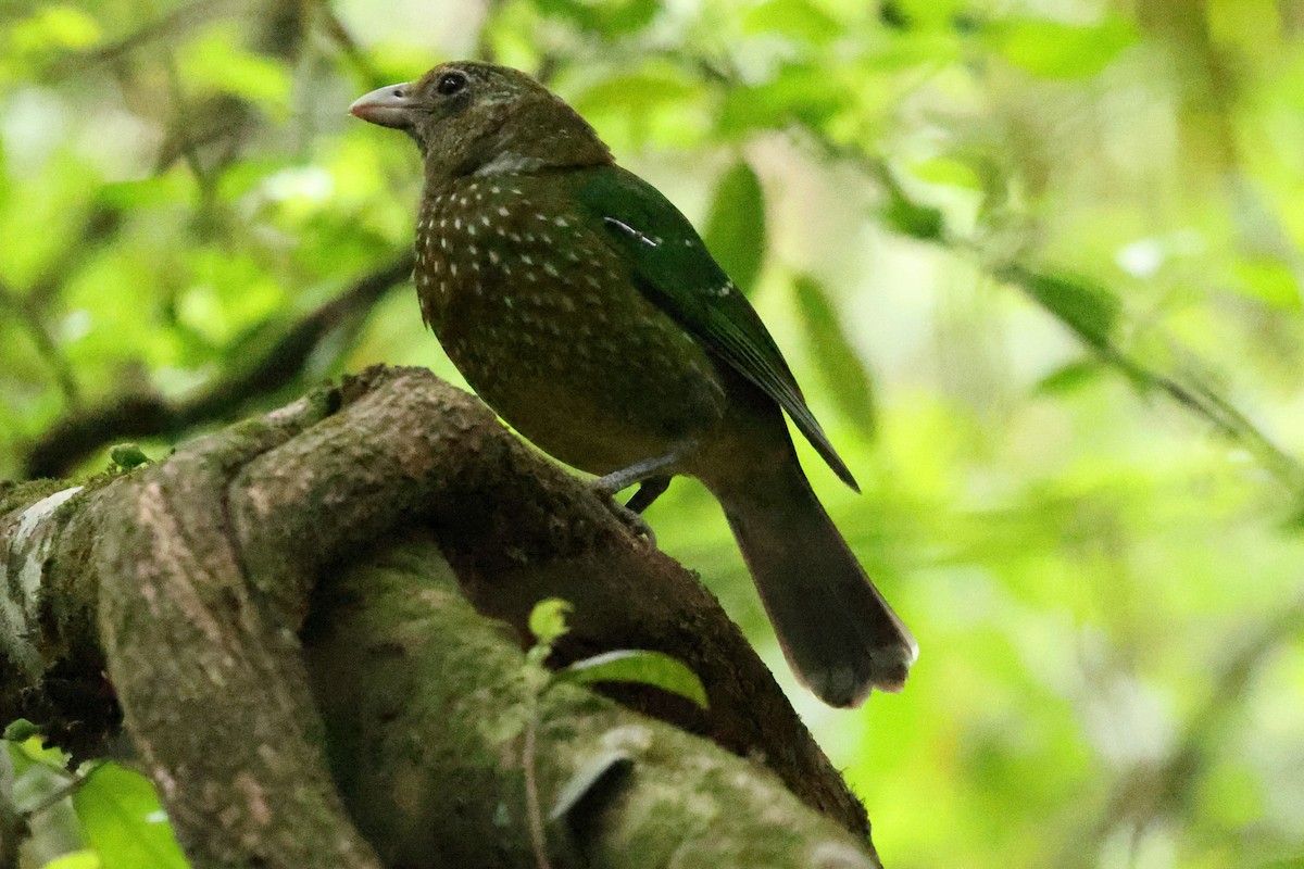 Green Catbird - ML644130193
