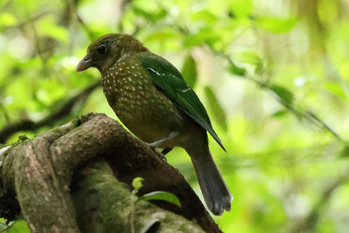 Green Catbird - ML644130194