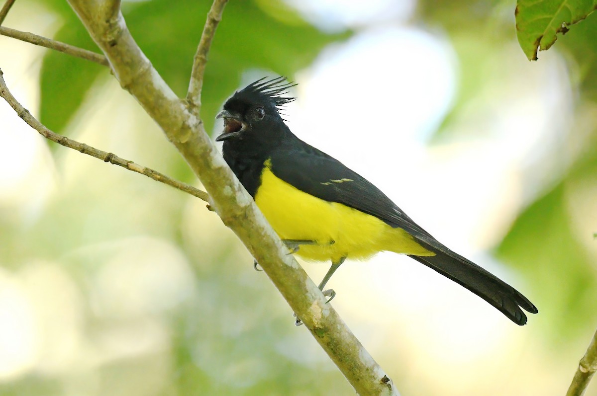 Mésange sultane (gayeti) - ML644130217