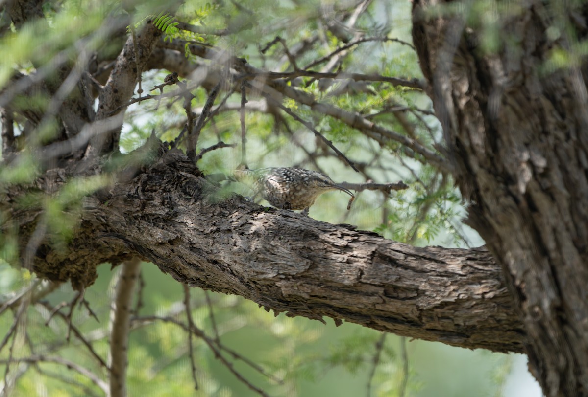 Indian Spotted Creeper - ML644130222