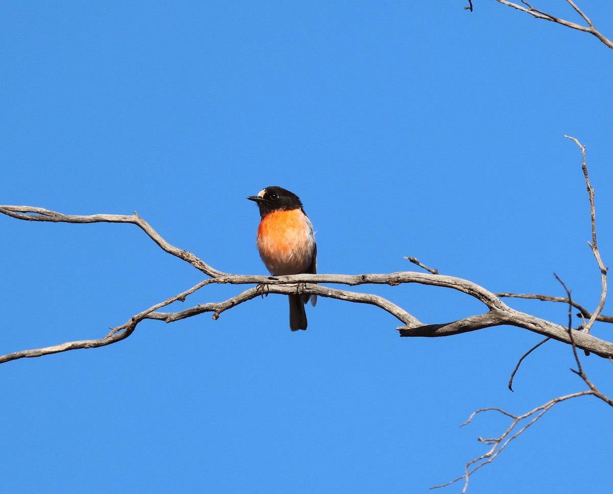 サンショクヒタキ（campbelli） - ML644130225