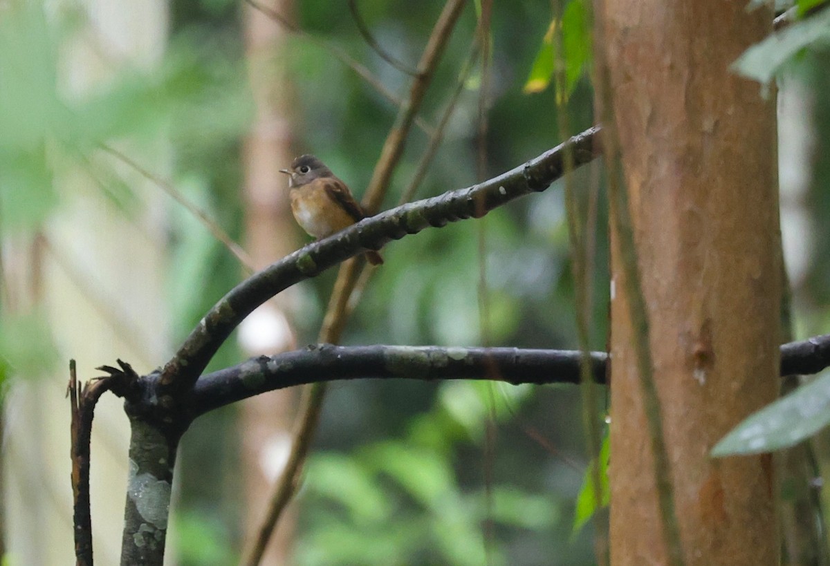 Ferruginous Flycatcher - ML644130232