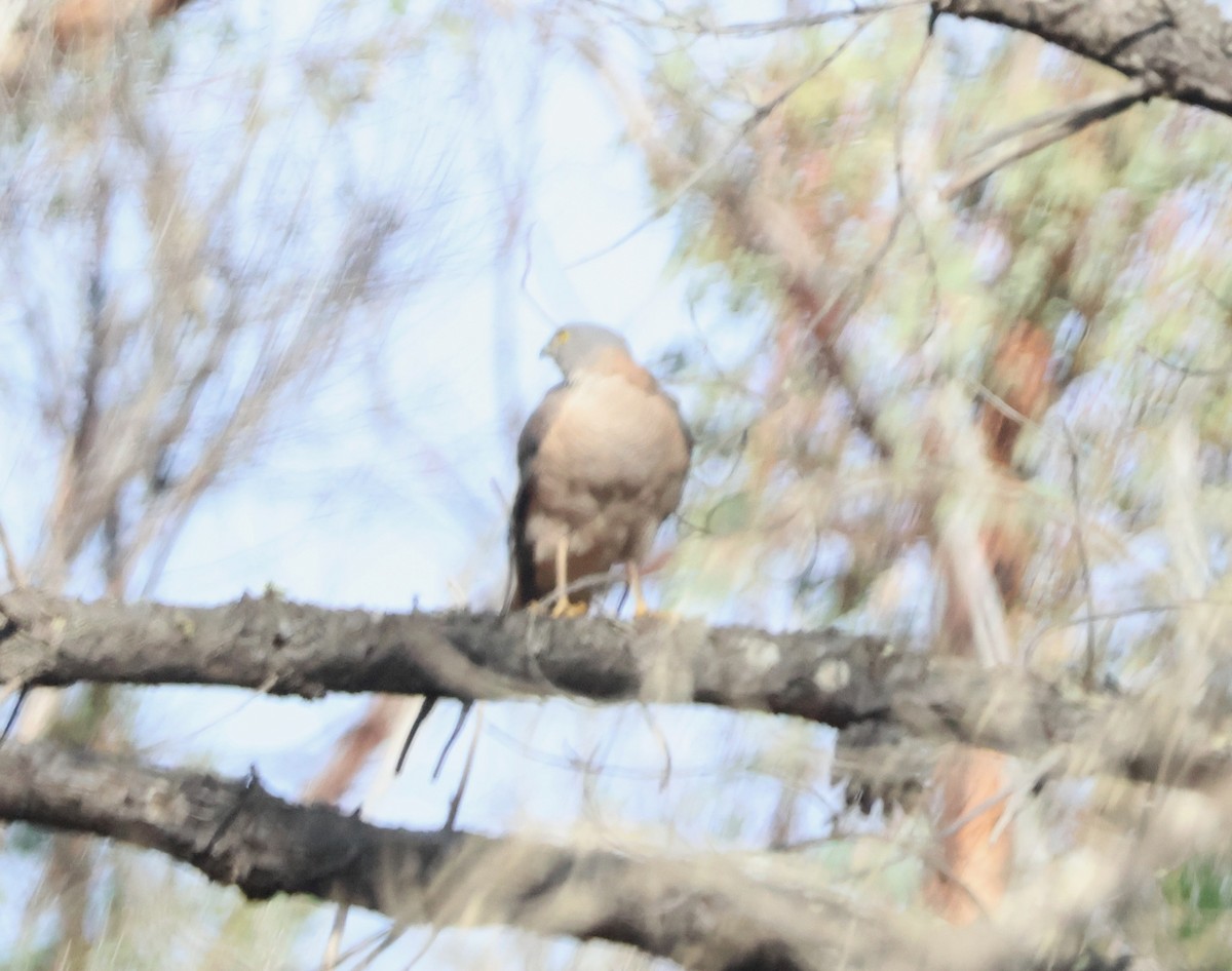 Épervier à collier roux - ML644130238