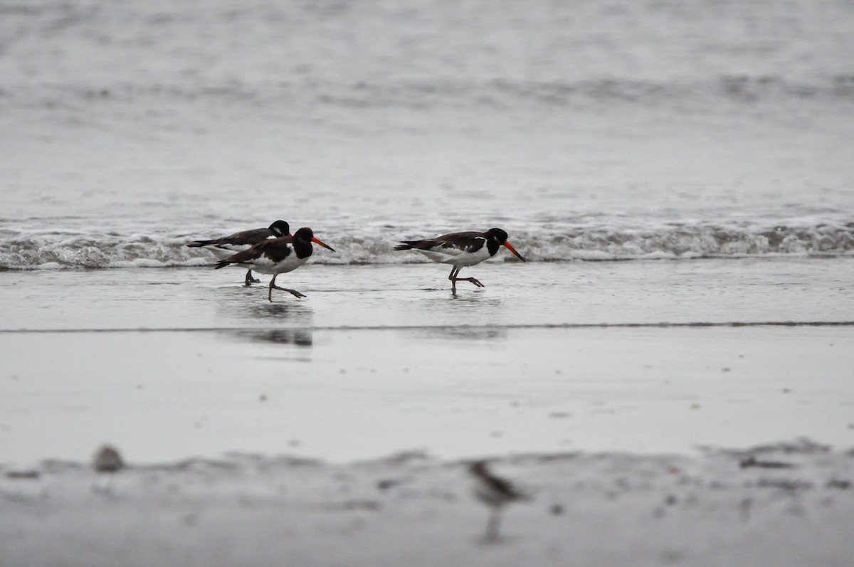 Eurasian Oystercatcher - ML644130239