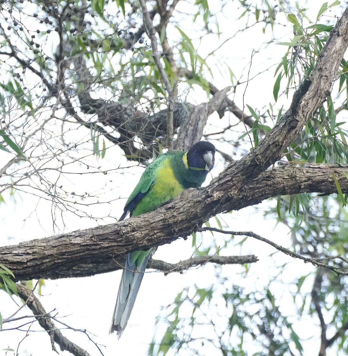 svarthodeparakitt - ML644130247