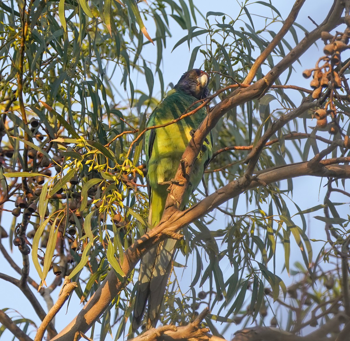 svarthodeparakitt - ML644130248