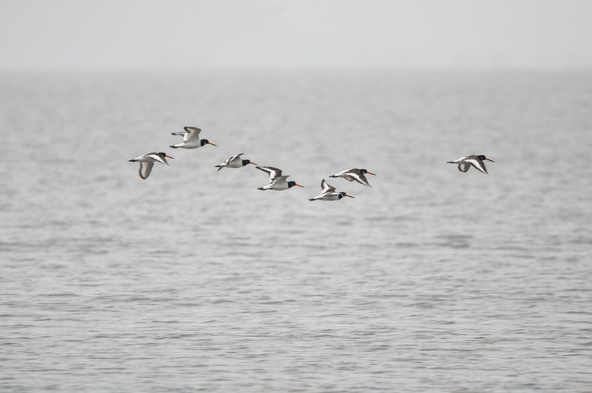 Eurasian Oystercatcher - ML644130249