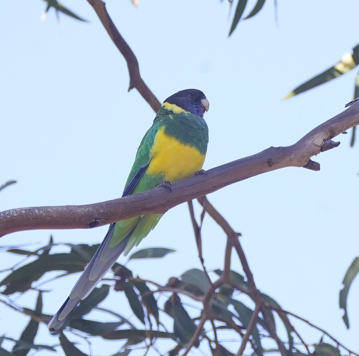 svarthodeparakitt - ML644130262