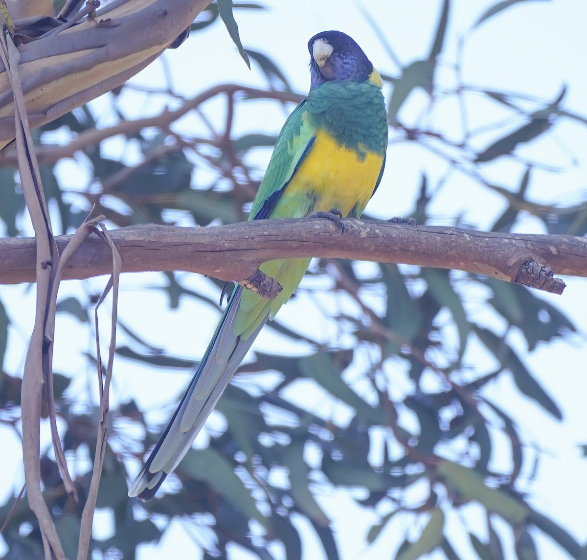 svarthodeparakitt - ML644130263