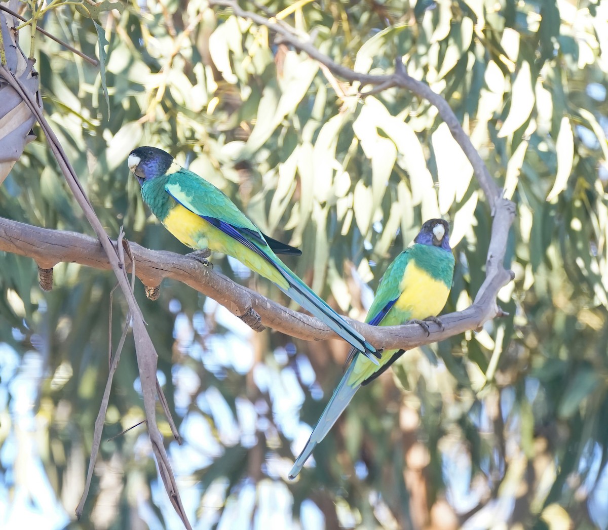 svarthodeparakitt - ML644130264