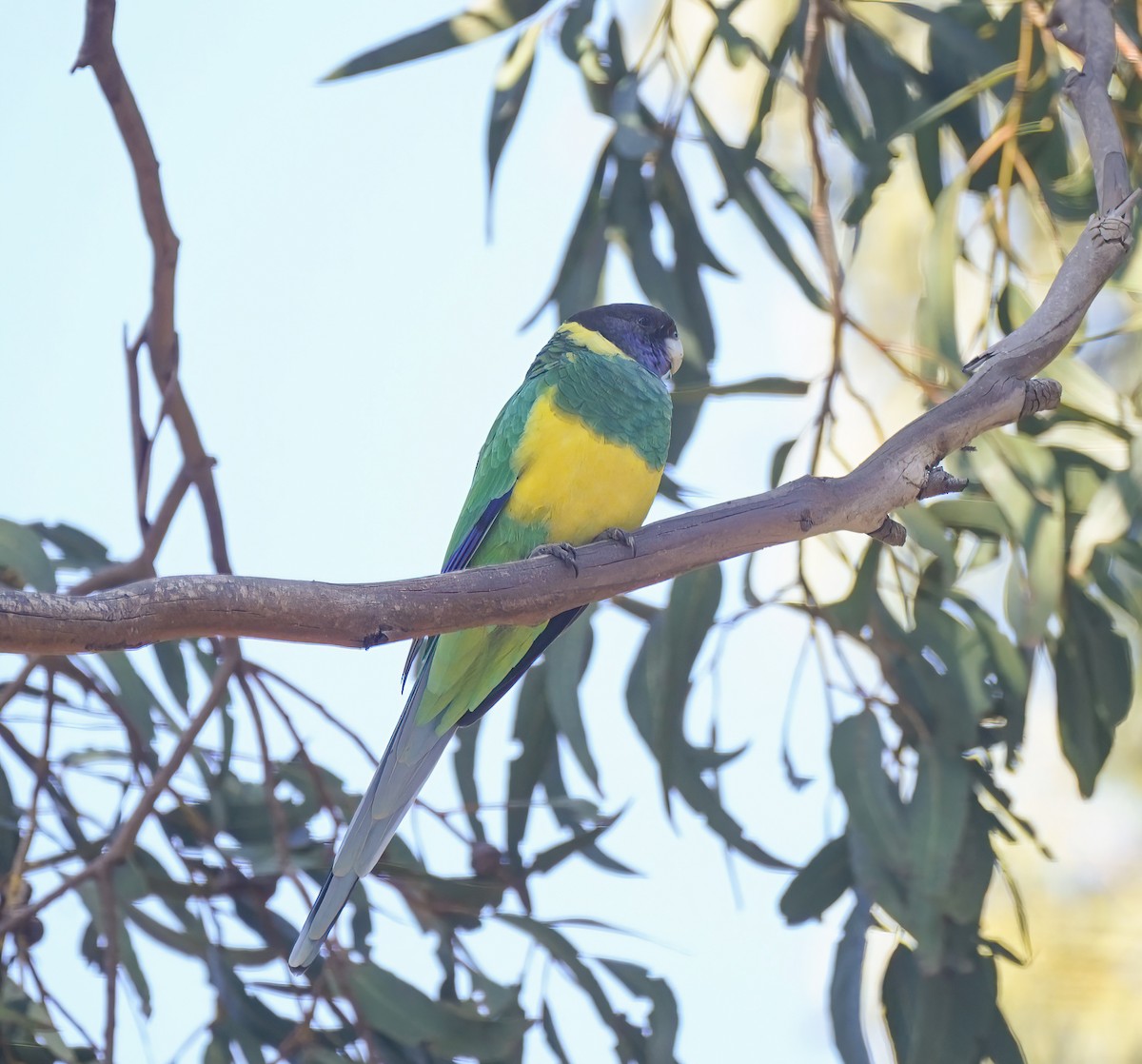 svarthodeparakitt - ML644130265