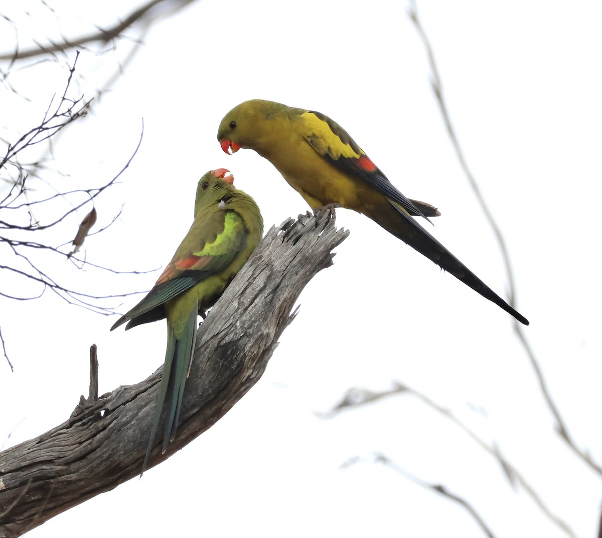 Regent Parrot - ML644130272