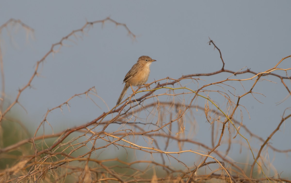 Common Babbler - ML644130281