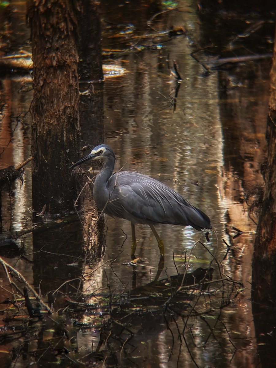White-faced Heron - ML644130290