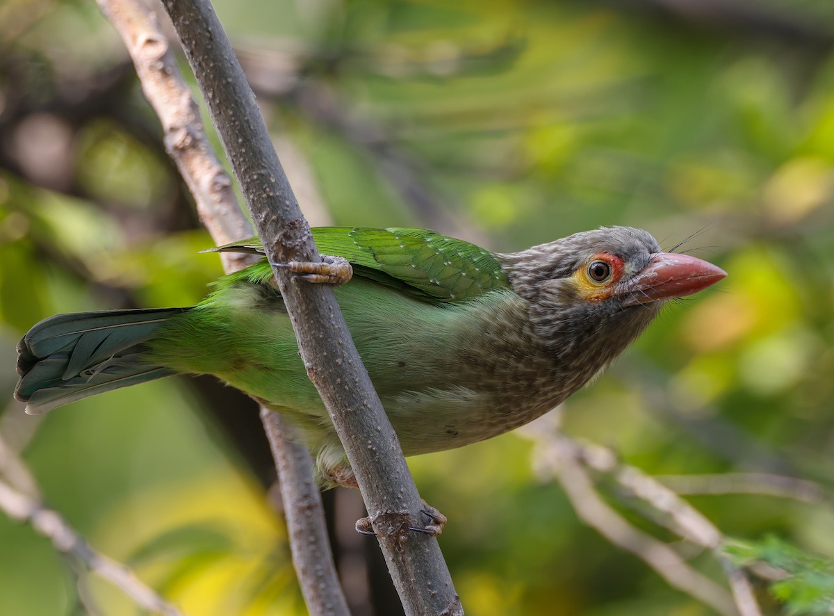 Brown-headed Barbet - ML644130295