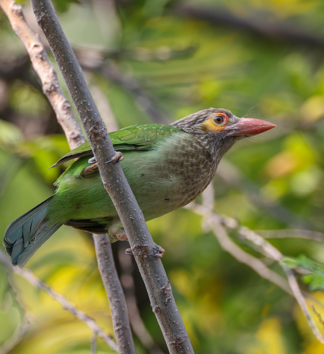 Brown-headed Barbet - ML644130296