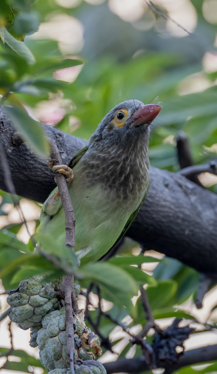 Brown-headed Barbet - ML644130305