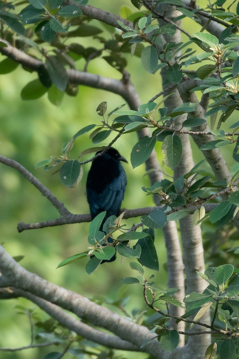 Өрвийт доронго - ML644130306