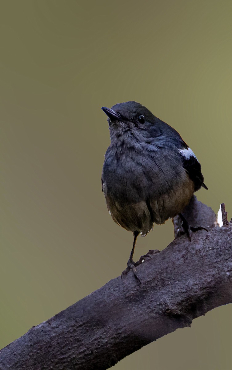 Oriental Magpie-Robin - ML644130312