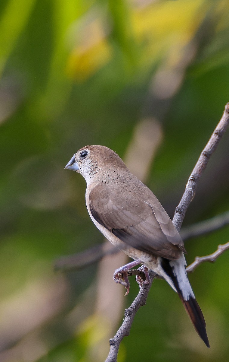 Indian Silverbill - ML644130319