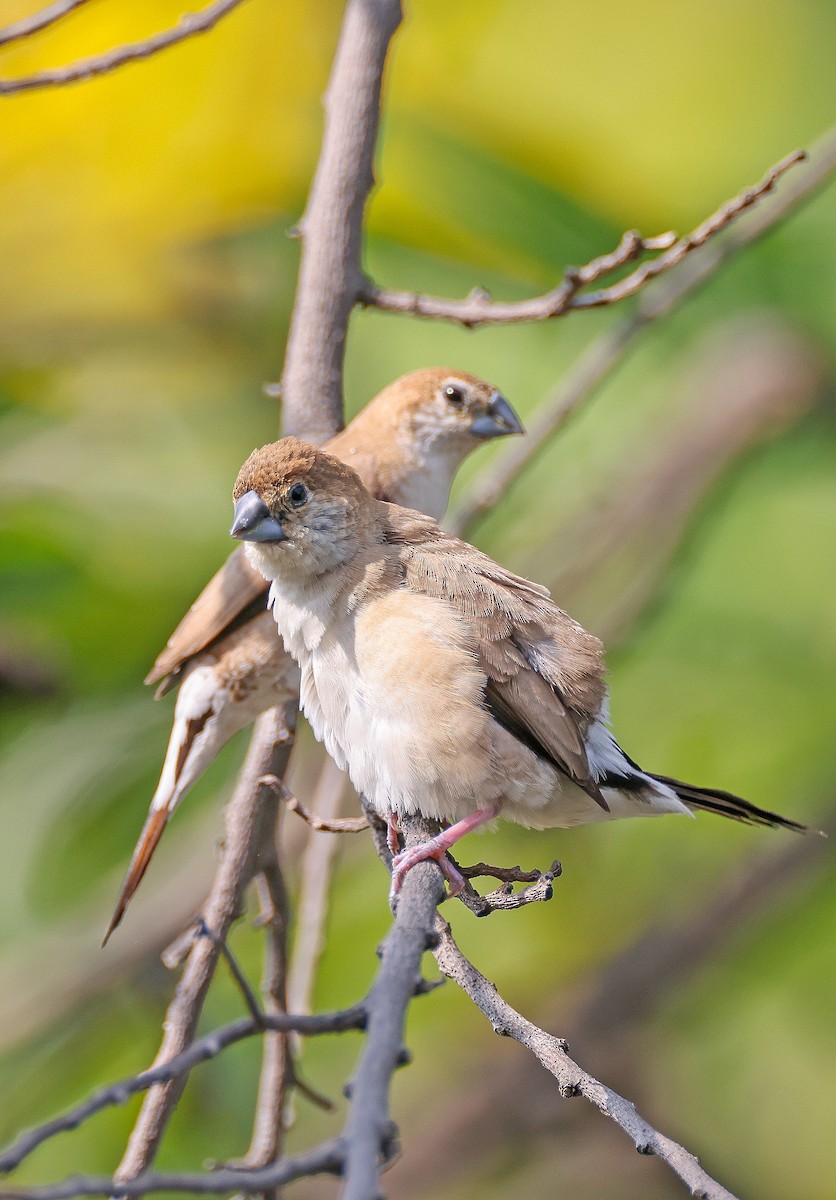 Indian Silverbill - ML644130320