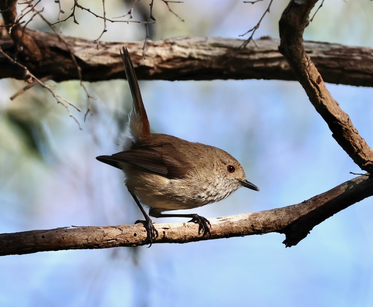 Inland Thornbill - ML644130326