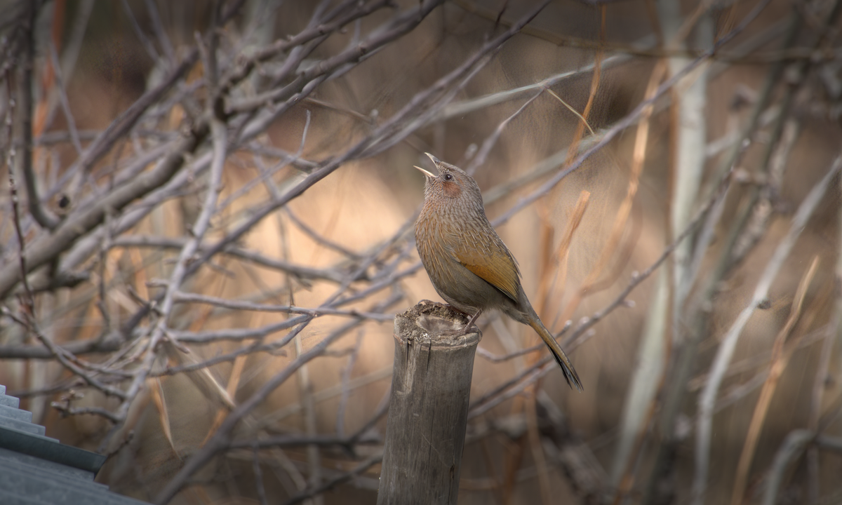 Garrulaxe barré - ML644130341