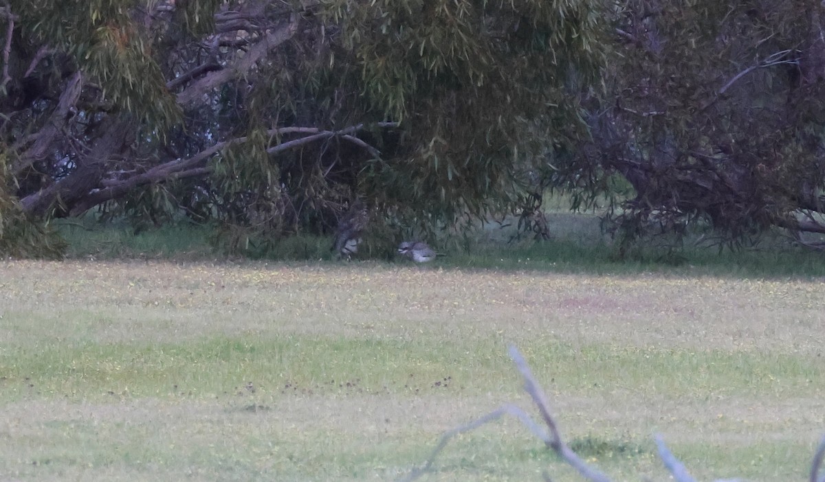 Bush Thick-knee - ML644130342